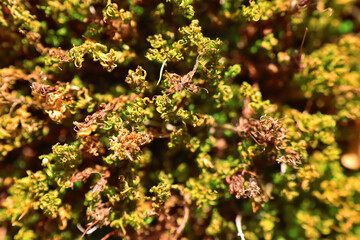 Beautiful bright green moss grown up cover the rough stones in the forest. Macro view