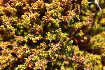 Beautiful bright green moss grown up cover the rough stones in the forest. Macro view