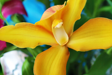Orange orchid. Close up view