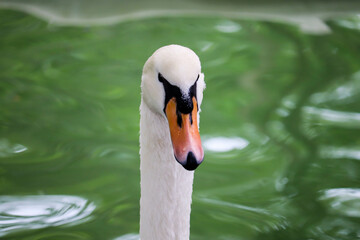 Obraz premium Beautiful mute swan, Cygnus olor, swimming in the lake