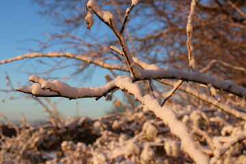 snow-covered branches