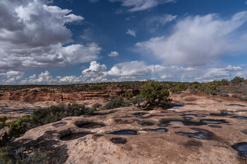 USA, Utah. Twisted Juniper (Juniperus osteosperma) and rain filled pot holes at the edge of a cliff, Dead Horse State Park.