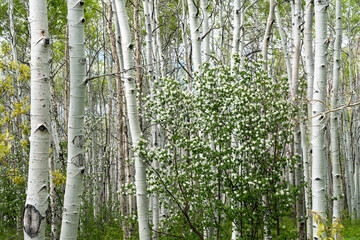 USA, Utah. Aspen (Populus sp.) and blooming Utah Serviceberry (Amelanchier utahensis) in lush spring forest, Manti La Sal National Forest.