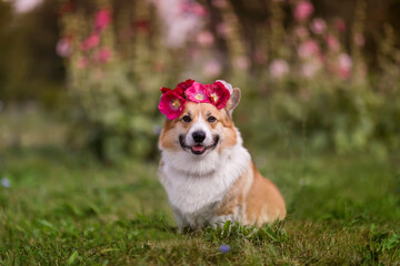 beautiful portrait of a corgi dog sitting on the grass in the garden with a wreath of roses on his head