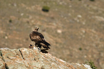aguila real en la montaña