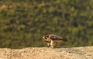 El halcon peregrino con sus presas