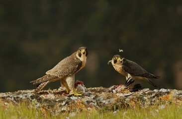 El halcon peregrino con sus presas
