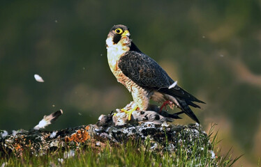 El halcon peregrino con sus presas
