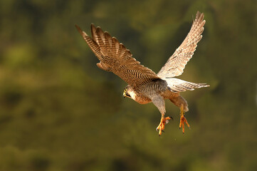 El halcon peregrino con sus presas