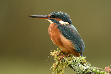 El martin pescador en su posadero