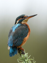 El martin pescador en su posadero