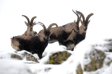 Machos monteses en la sierra de gredos