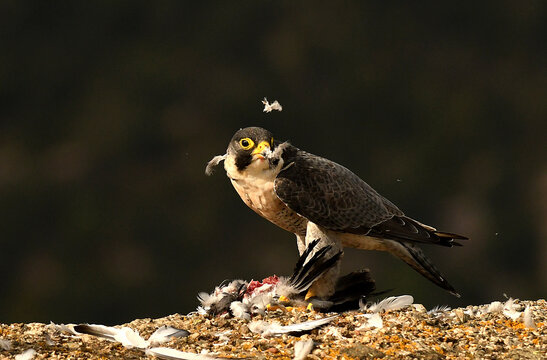 Spring Halcon รูปภาพHalcon – เลือกดูภาพถ่ายสต็อก เวกเตอร์ และวิดีโอ672 | Adobe Stock