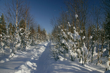 Obraz premium Winter forest.