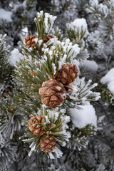 USA, Utah. Hoar frost covered pinyon pine , detail, Island in the Sky, Canyonlands National Park.
