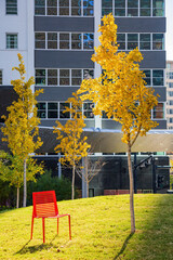 Close up shot of a ginkgo tree and red chair