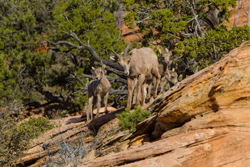 USA, Utah, Desert Bighorn sheep on the sandstone cliffs of Zion National Park.