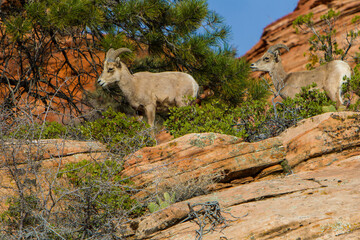 USA, Utah, Desert Bighorn sheep on the sandstone cliffs of Zion National Park.