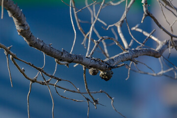 dry tree branches with blurred background without tecture