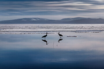 Fototapeta na wymiar Two black birds stand opposite each other and are reflected in the water. In the background is a lake covered with snow and mountains. Silhouette. Lake Markakol. Kazakhstan.