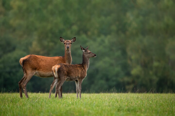 A close-up of a Female Red Deer with a cub is standing sideways. Close-up. Green background. Trophy.
