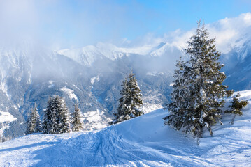 Fototapeta premium Footpath in white snow in a forest of green pines and firs