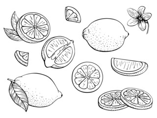 Lemons. Citrus set. Fruits. Whole lemon, slice, cut pieces, flower, plant leaves. Vector freehand drawn. Black and white sketch. Outline illustration Isolated on white background. Coloring book, page.