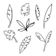 Vector Illustration of exotic banana monstera leaves isolated on a white background