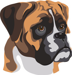 Vector image of a muzzle of a dog, boxer, vector illustration for use in logos, signs, trademarks, for design and advertising