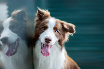 Fototapeta premium Adorable Young Border collie dog sitting on the ground near glass window. Cute fluffy petportrait.