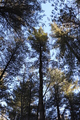 Fototapeta premium Whispers of Trees