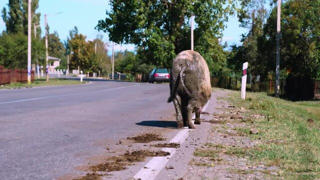 big dirty pig in liquid clay walks along an asphalt road in countryside. She is pregnant and waiting for litter of piglets. She has big tits and nipples. It is dangerous to walk on road with cars.