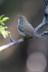 Greenish Warbler