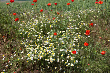 Blooming poppies and other wildflowers along the roadside - 472877900