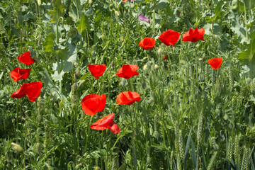 Blooming poppies and other wildflowers along the roadside - 472877901