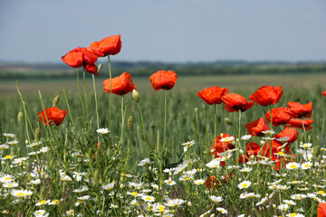 Blooming poppies and other wildflowers along the roadside - 472877904
