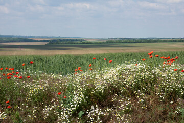 Blooming poppies and other wildflowers along the roadside - 472877905