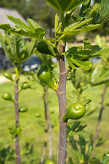 Figs on a tree in a garden - 472877907