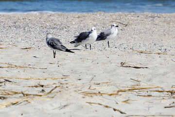 Seagulls on the beach of Tybee Island, Georgia, USA - 472877909