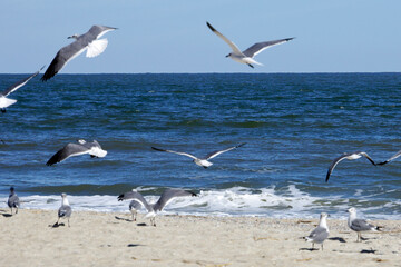 Fototapeta na wymiar Seagulls on the beach of Tybee Island, Georgia, USA