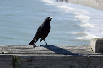 Black crow near the beach of Tybee Island, Georgia, USA - 472877914