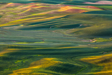 Rolling hills of emerging wheat crops in spring, elevated view from Steptoe Butte State Park, eastern Washington.