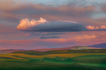 Naklejka na ściany i meble Soft evening light on rolling wheat fields, Palouse region of eastern Washington.