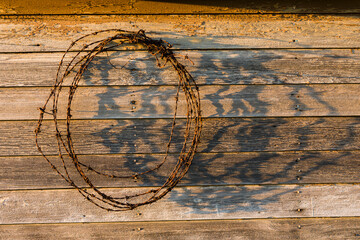 Rolled up barbed wire hanging on old wooden shed wall, Palouse region of eastern Washington.