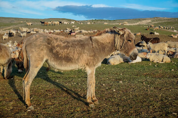 A donkey among a herd of sheep in Dagestan