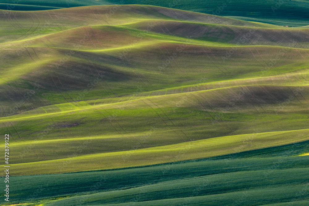 Wall mural expansive sunrise view of endless rolling hills of crops in the palouse, from elevated position, ste