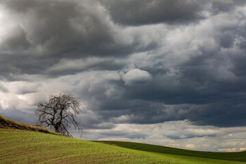 Single tree and storm clouds, Palouse region of eastern Washington.