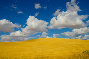 Obraz premium USA, Washington State, The Palouse