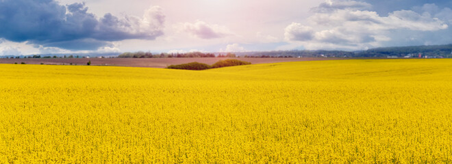 Rapeseed field with yellow flowers, rural landscape with rapeseed crops during flowering and picturesque cloudy sky