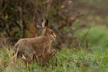 Naklejka na ściany i meble European or brown hare (Lepus europaeus) looks out across a field, UK nature scene